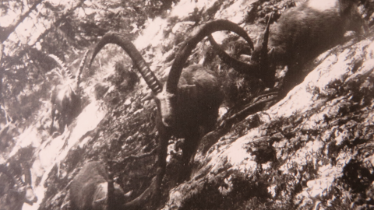 Der Weltrekordsteinbock aus dem Jahr 1974