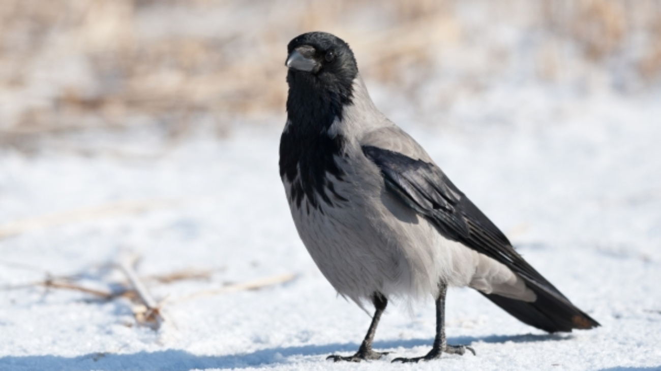 Die graue Nebelkrähe lebt Richtung Osten bis zum Pazifik.