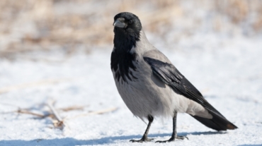 Die graue Nebelkrähe lebt Richtung Osten bis zum Pazifik.
